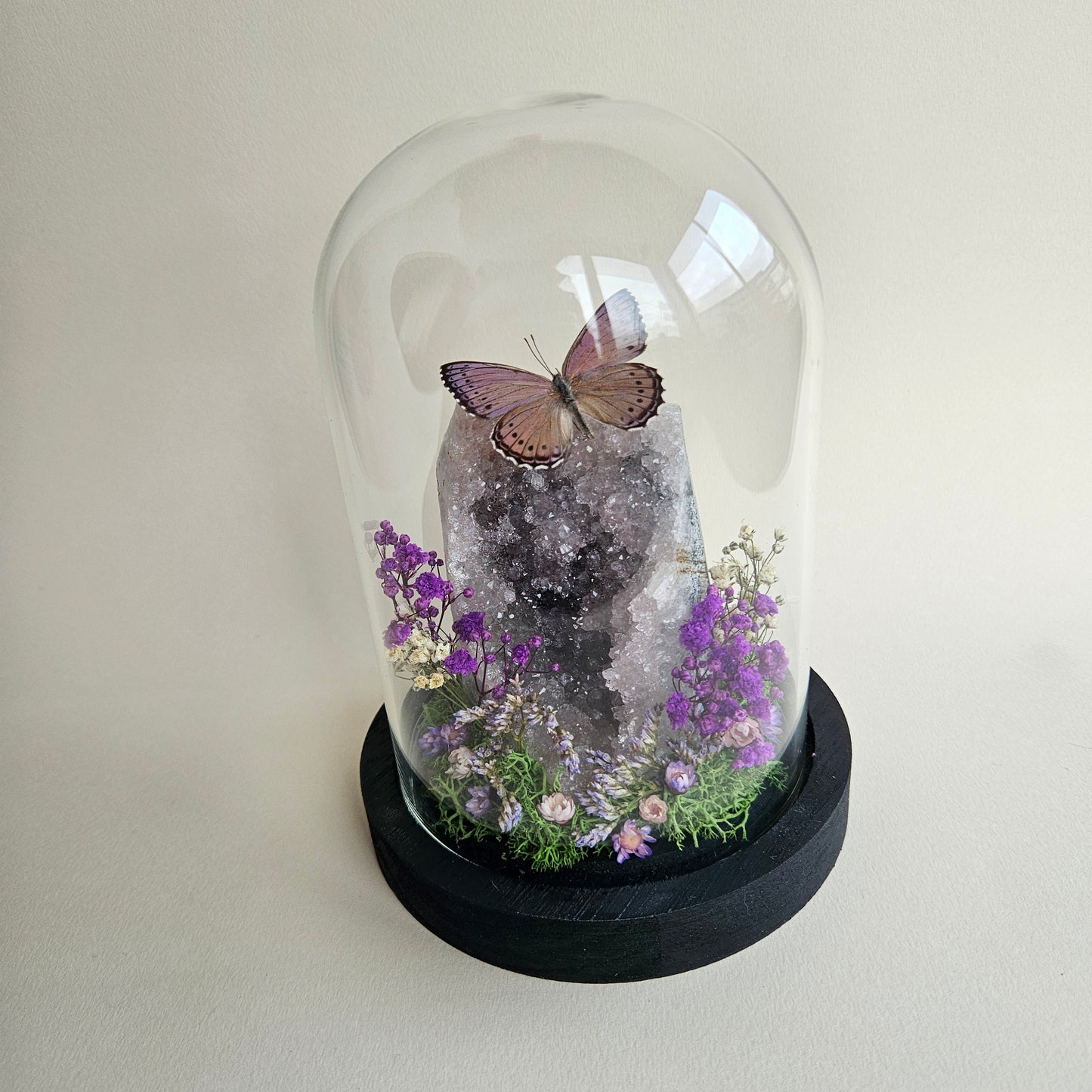 Vlinderstolp: Amethist met Unmounted Asterope Pechueli