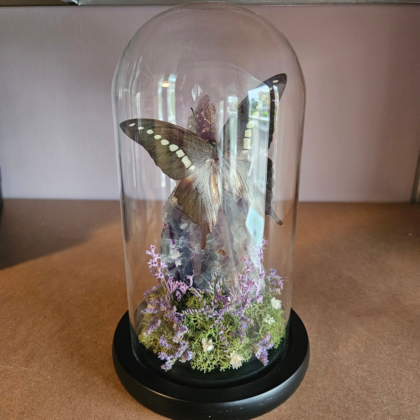 Vlinderstolp: Fluoriet met Graphium Codrus