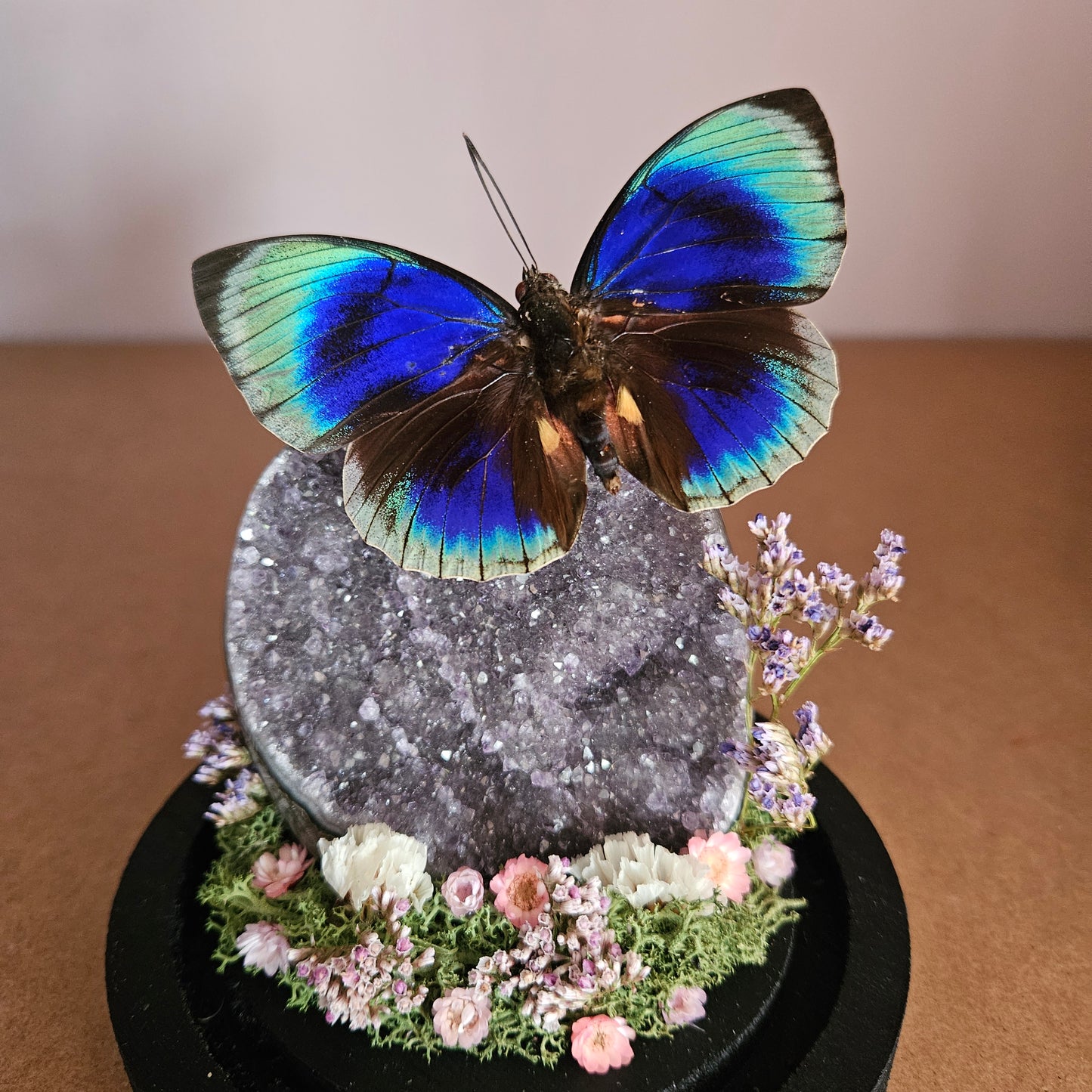Vlinderstolp: Amethist met Agrias Beata Beatifica