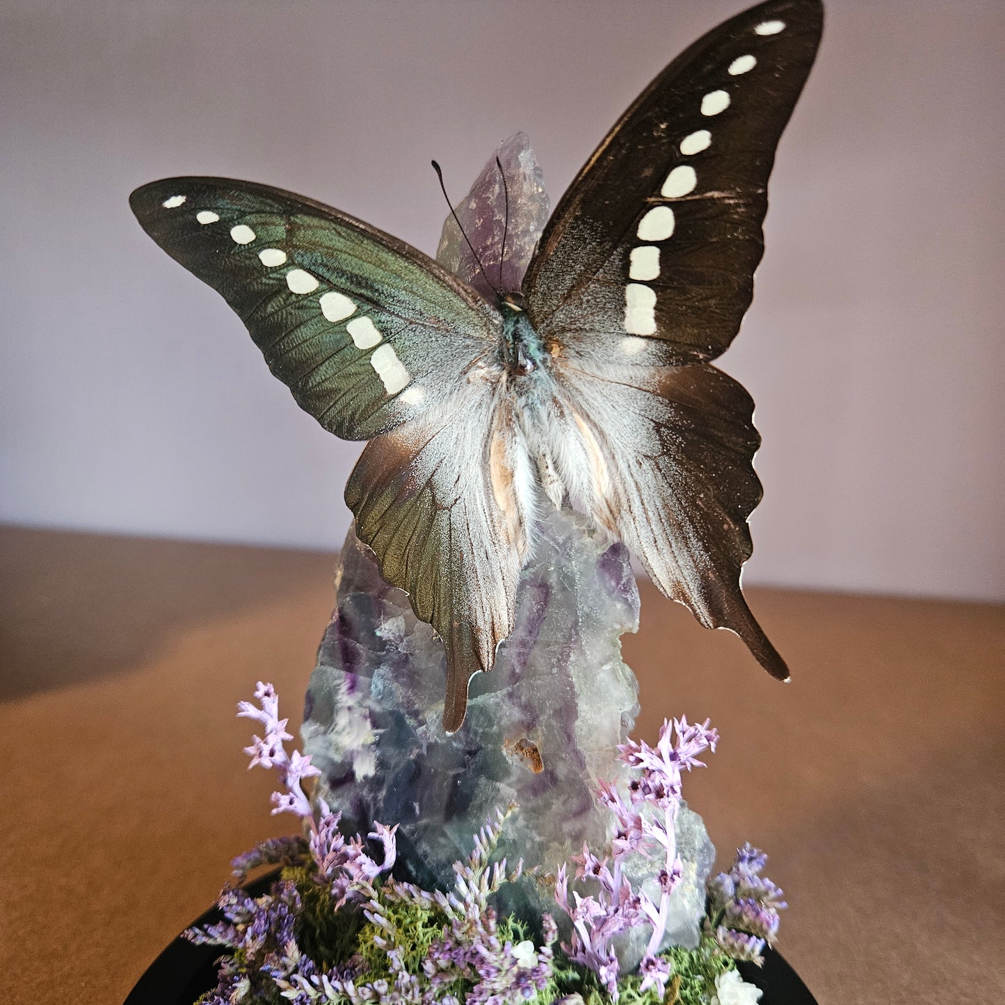 Vlinderstolp: Fluoriet met Graphium Codrus