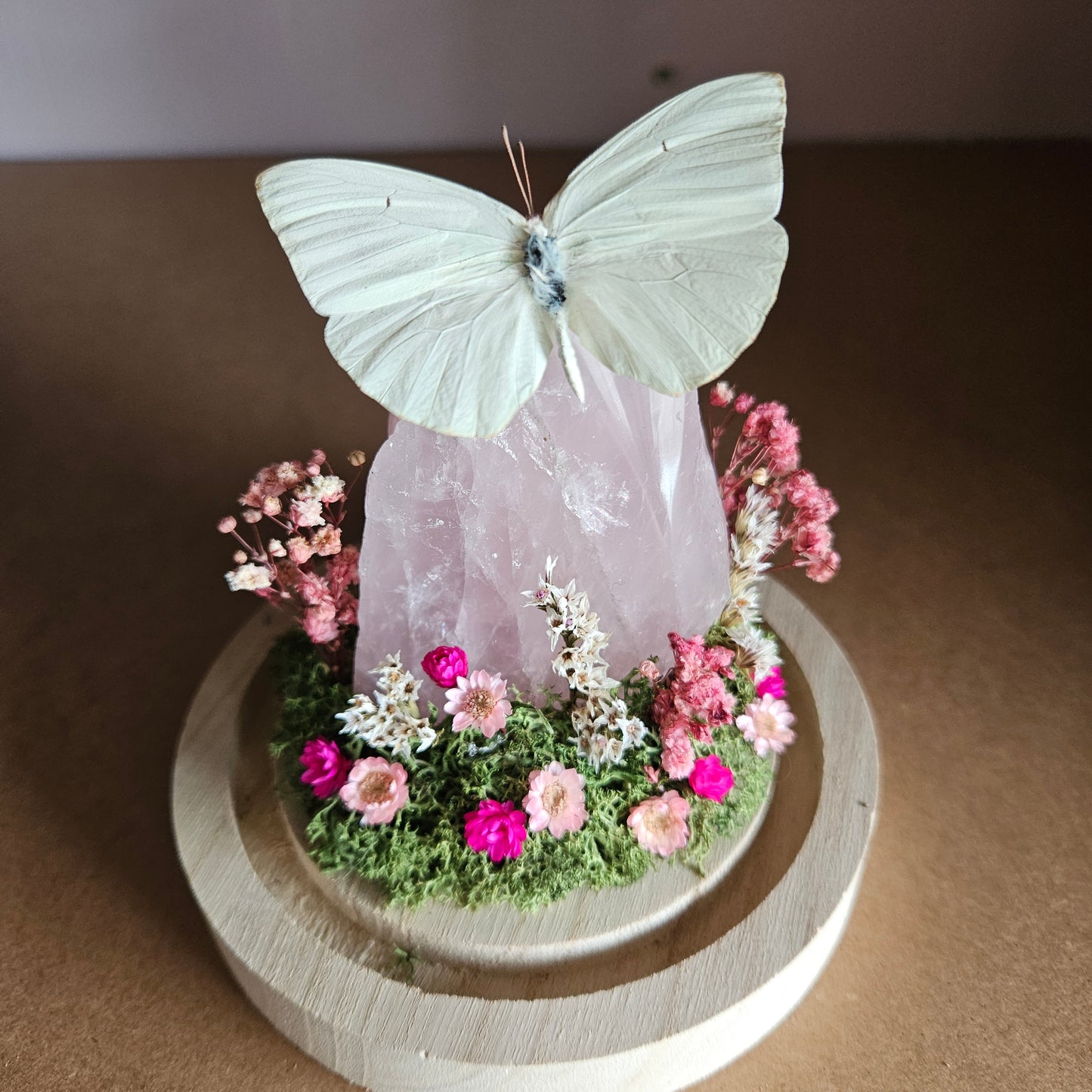 Vlinderstolp: Rozenkwarts met Catopsilia Florella