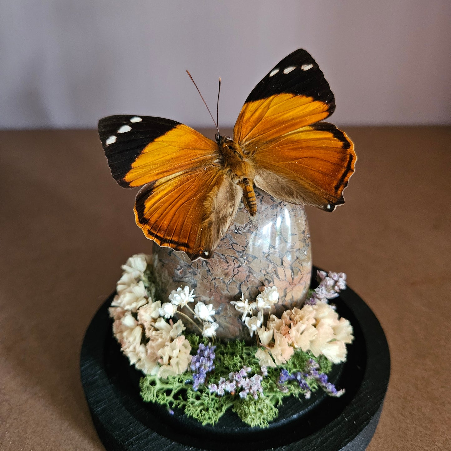 Vlinderstolp: Smyrna blomfildia met edelsteen