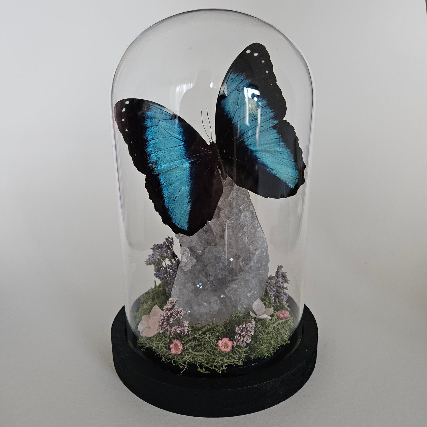 Vlinderstolp: Lichte amethist met Morpho Deidamia