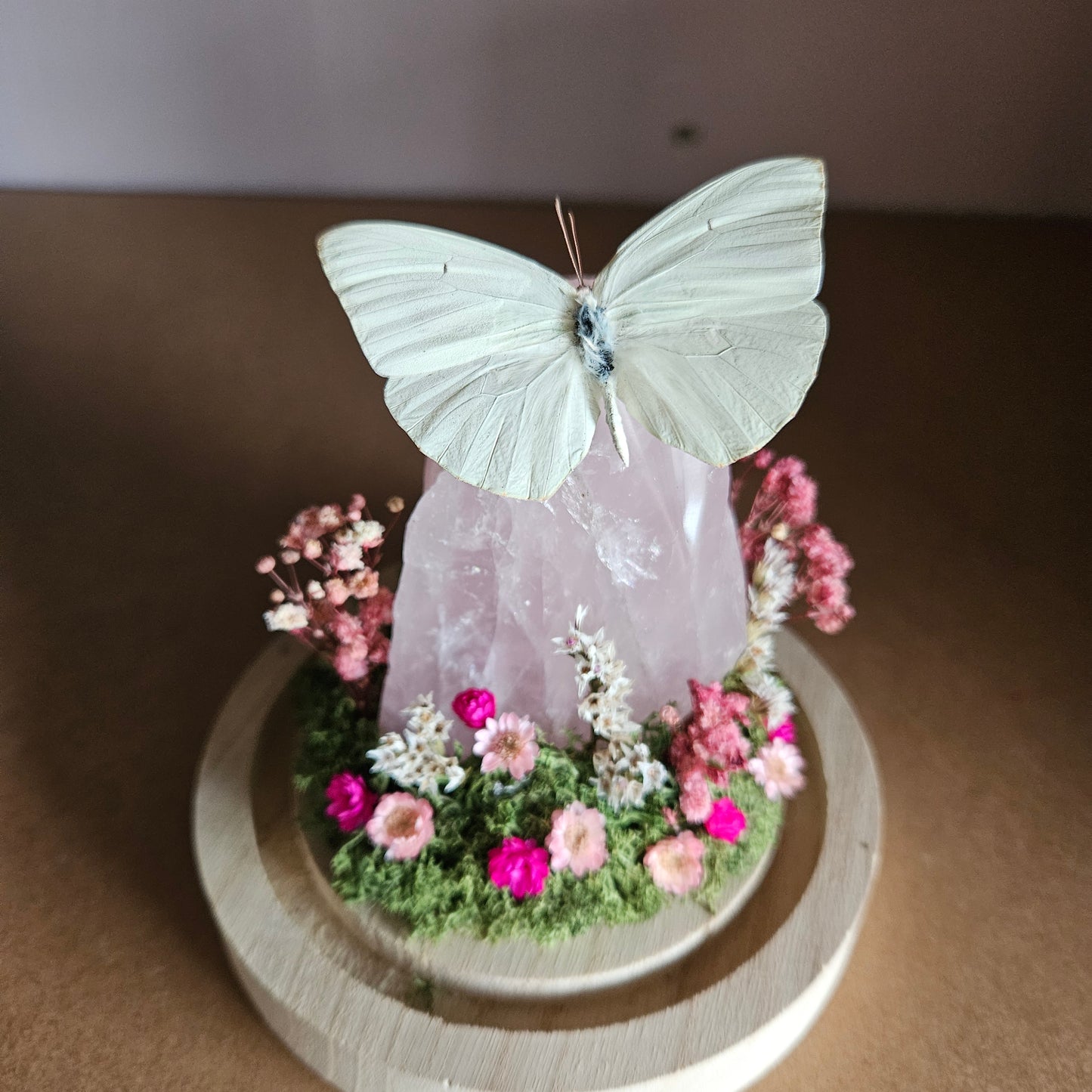 Vlinderstolp: Rozenkwarts met Catopsilia Florella