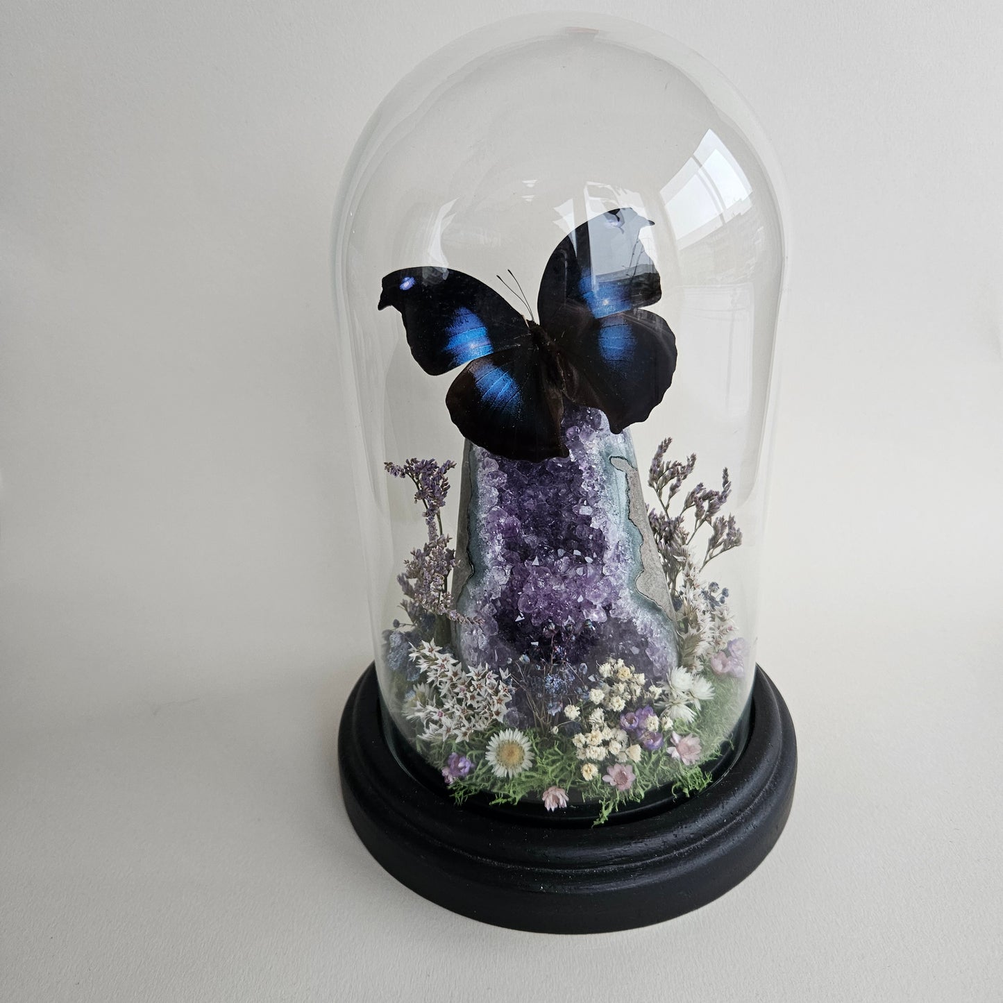 Vlinderstolp: Amethist met Napeocles Jucunda