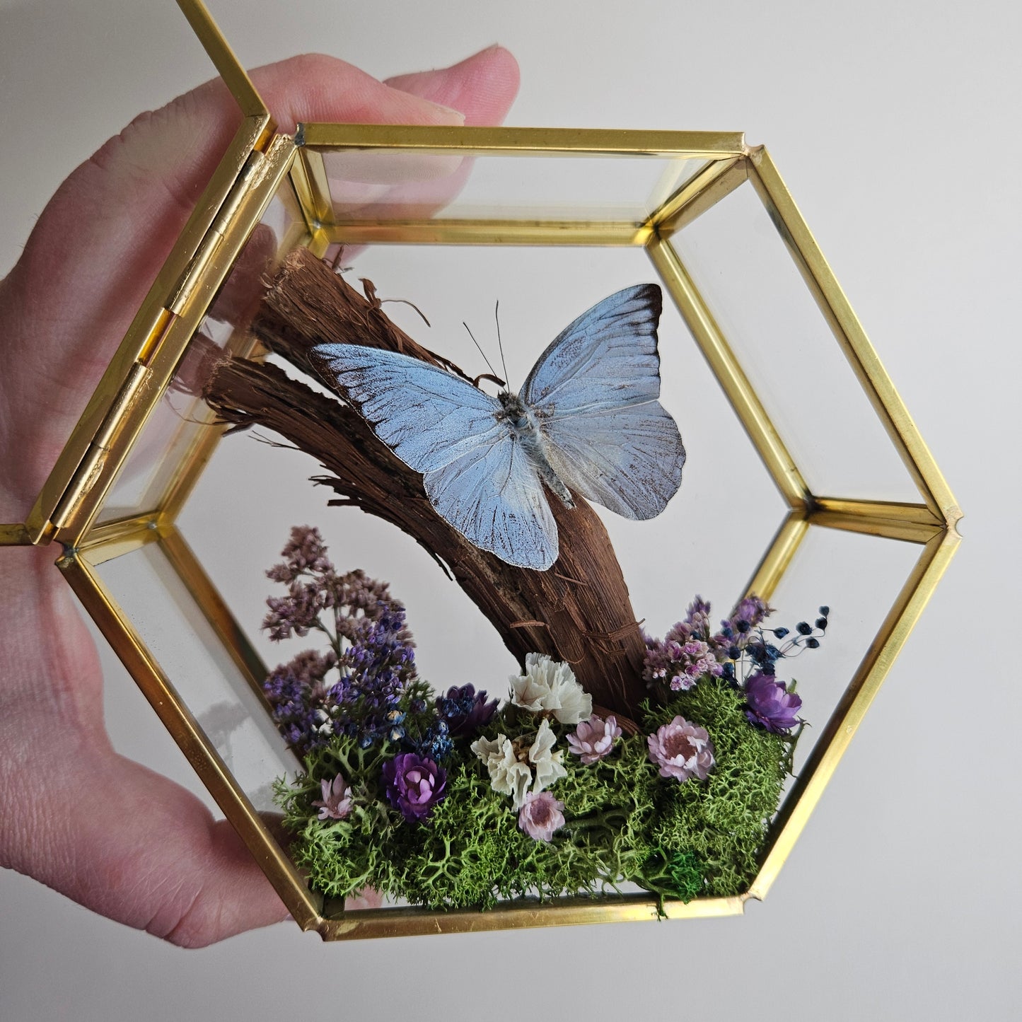 Vlinderstolp: Takje, bloemetjes en Appias Celestina