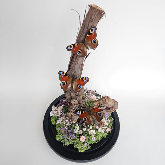 Vlinderstolp: Takken met drie dagpauwoog