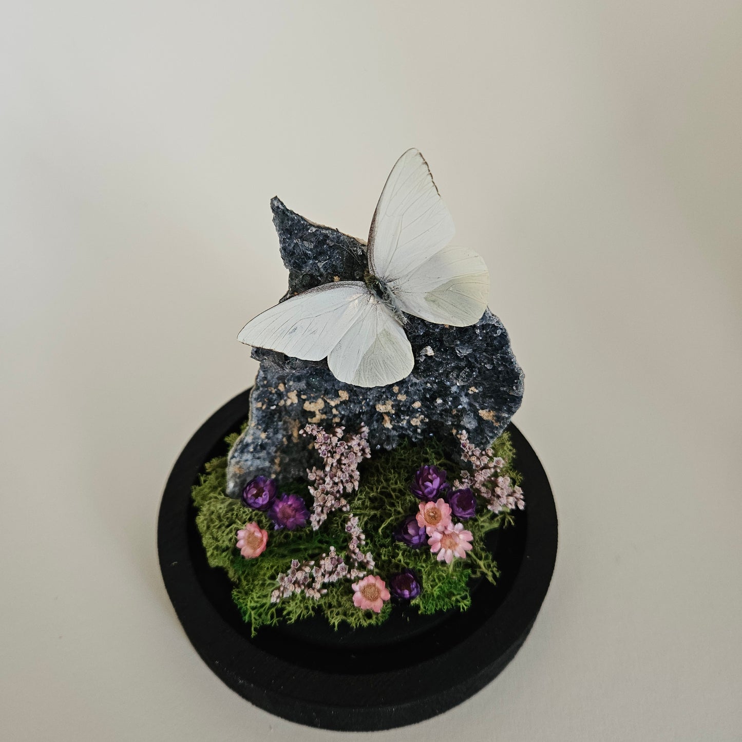 Vlinderstolp: Flower amethist met Appias drusilla