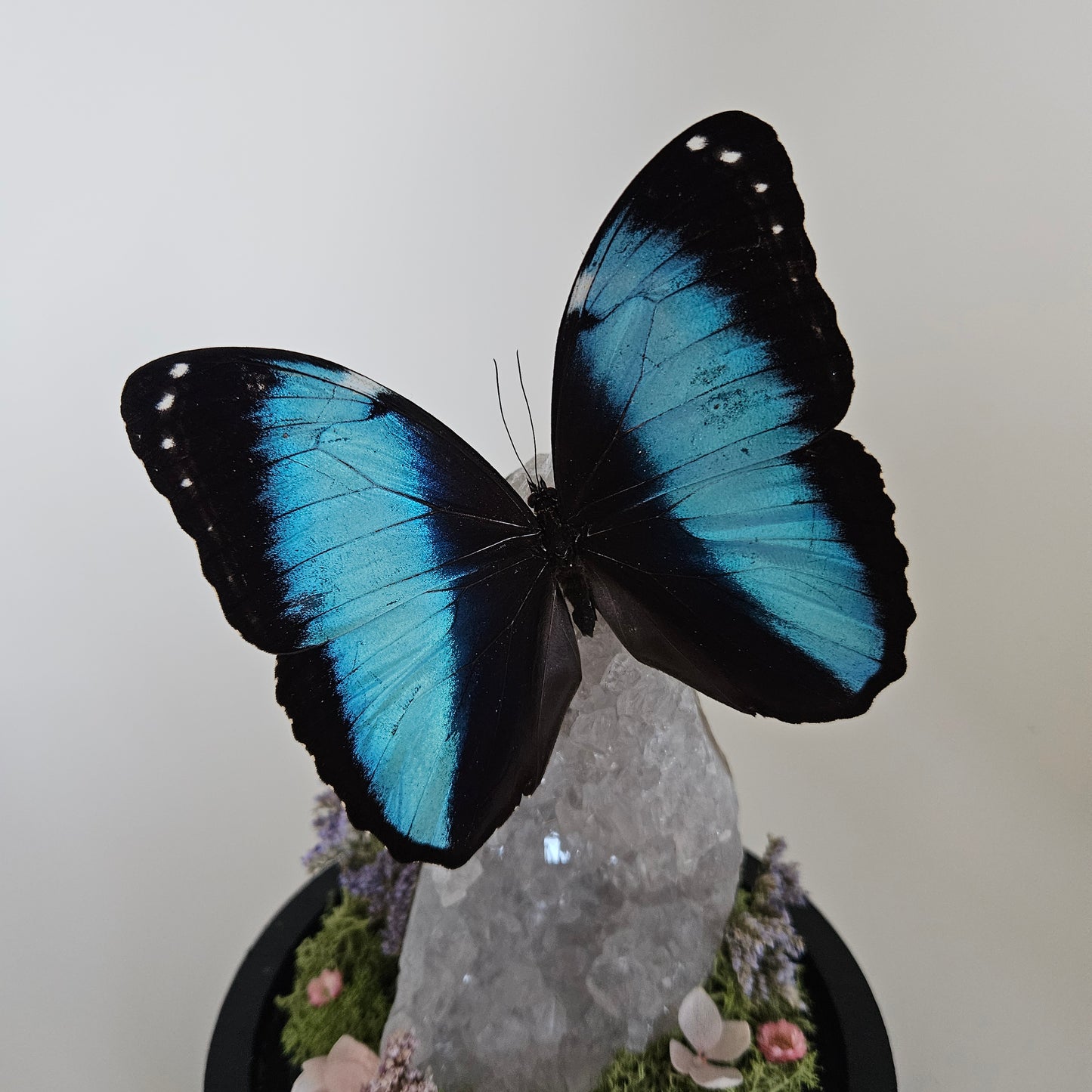Vlinderstolp: Lichte amethist met Morpho Deidamia