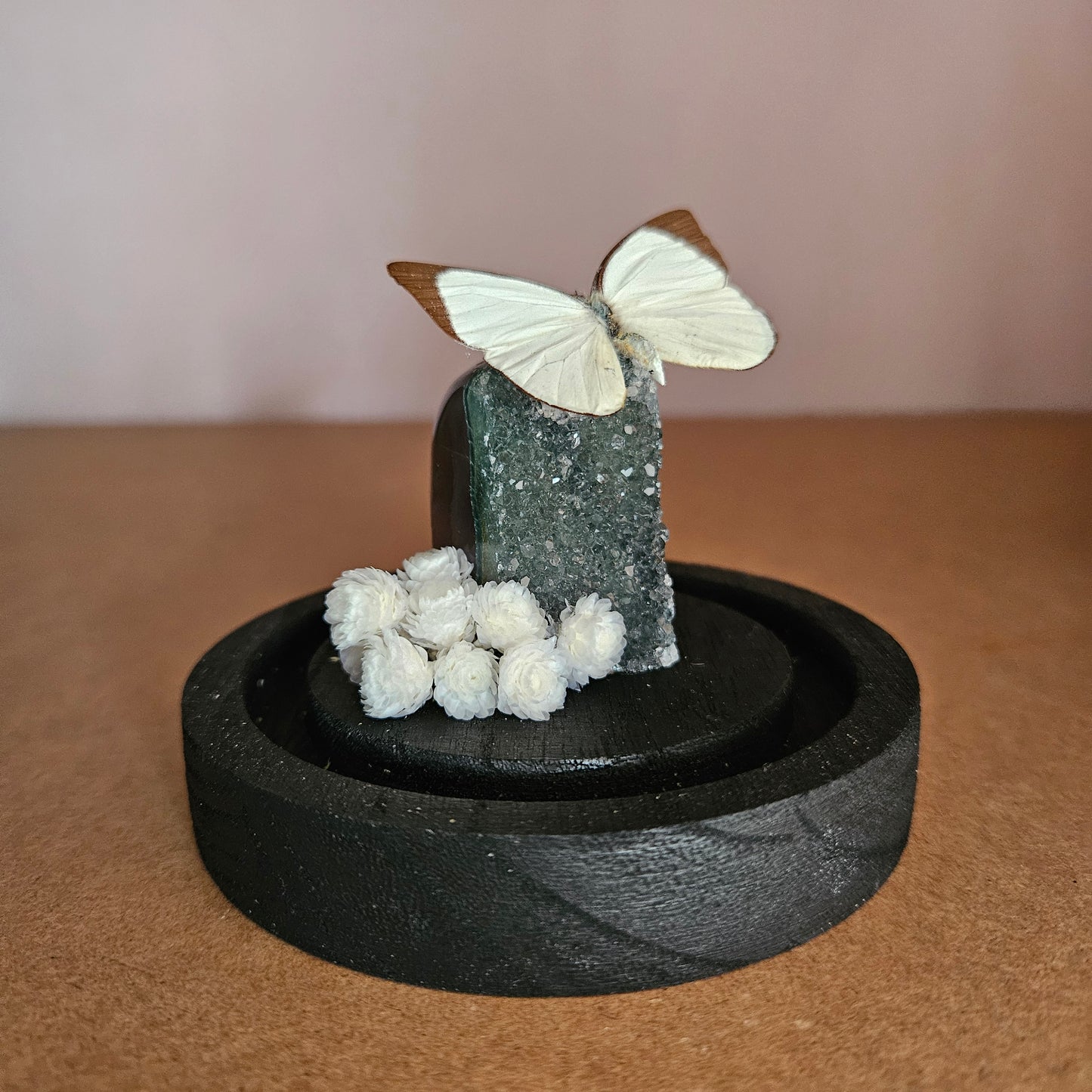 Vlinderstolp: Rainbow amethist met Melete leucadia