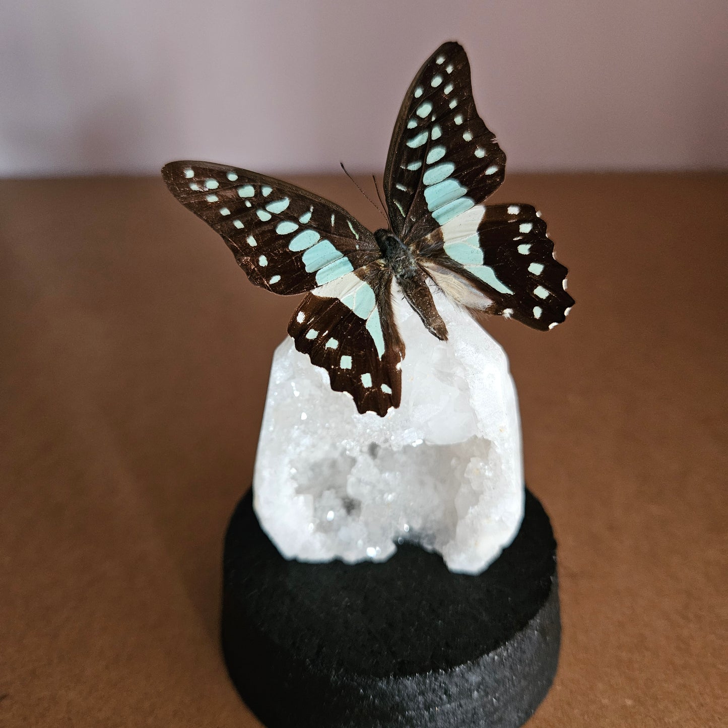 Vlinderstolp: Bergkristal geode met Graphium sarpedon