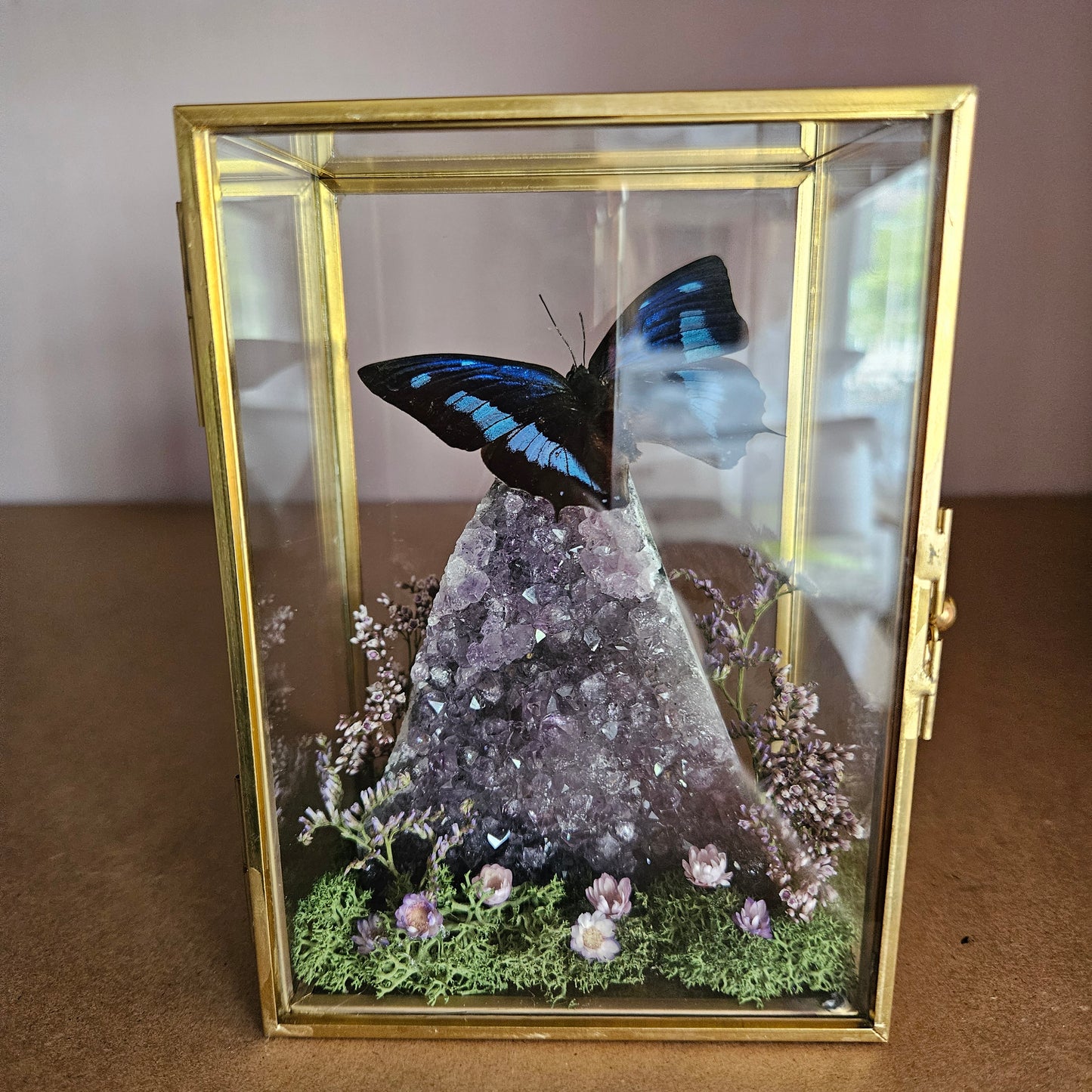 Vlinderstolp: Amethist met Charaxes numenes