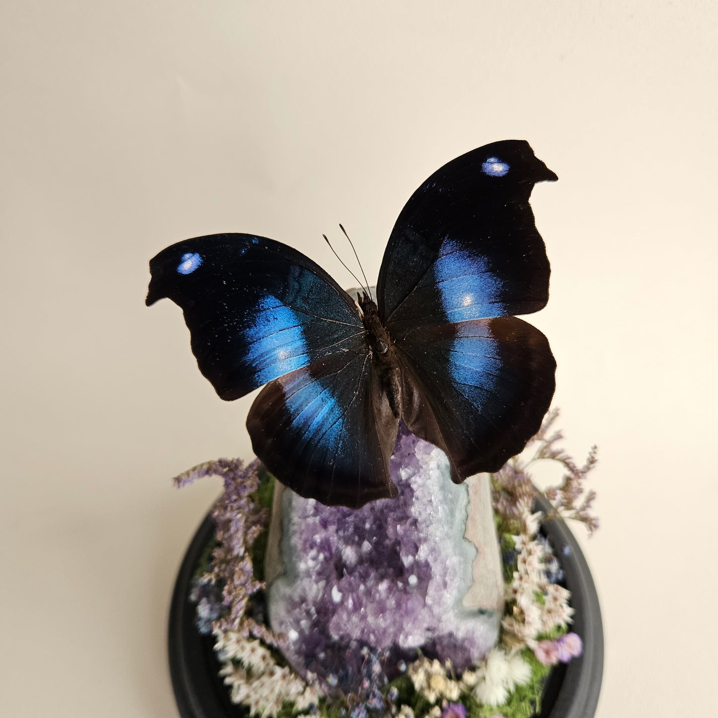 Vlinderstolp: Amethist met Napeocles Jucunda