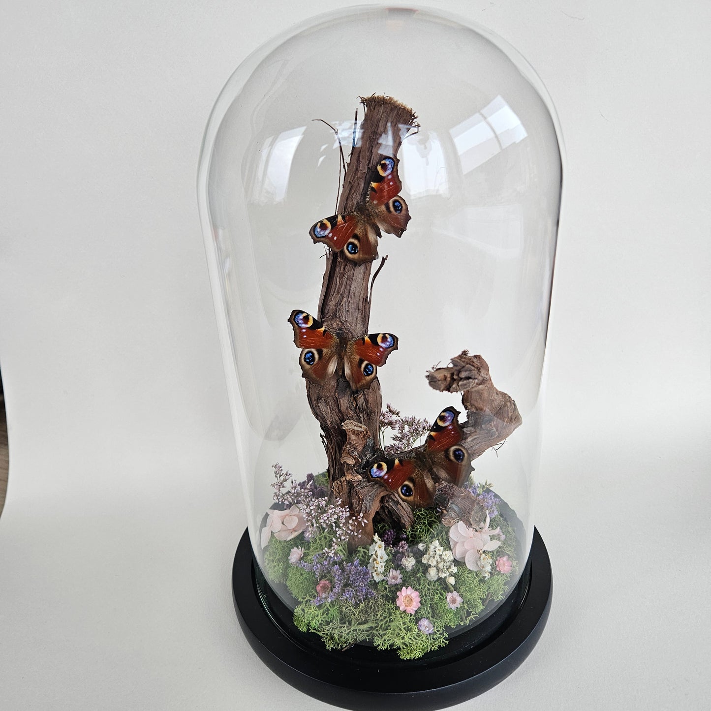 Vlinderstolp: Takken met drie dagpauwoog