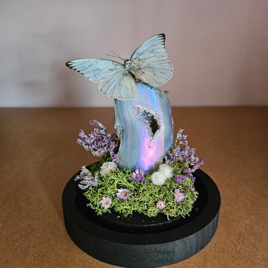 Vlinderstolp: Aura amethist met Appias Celestina