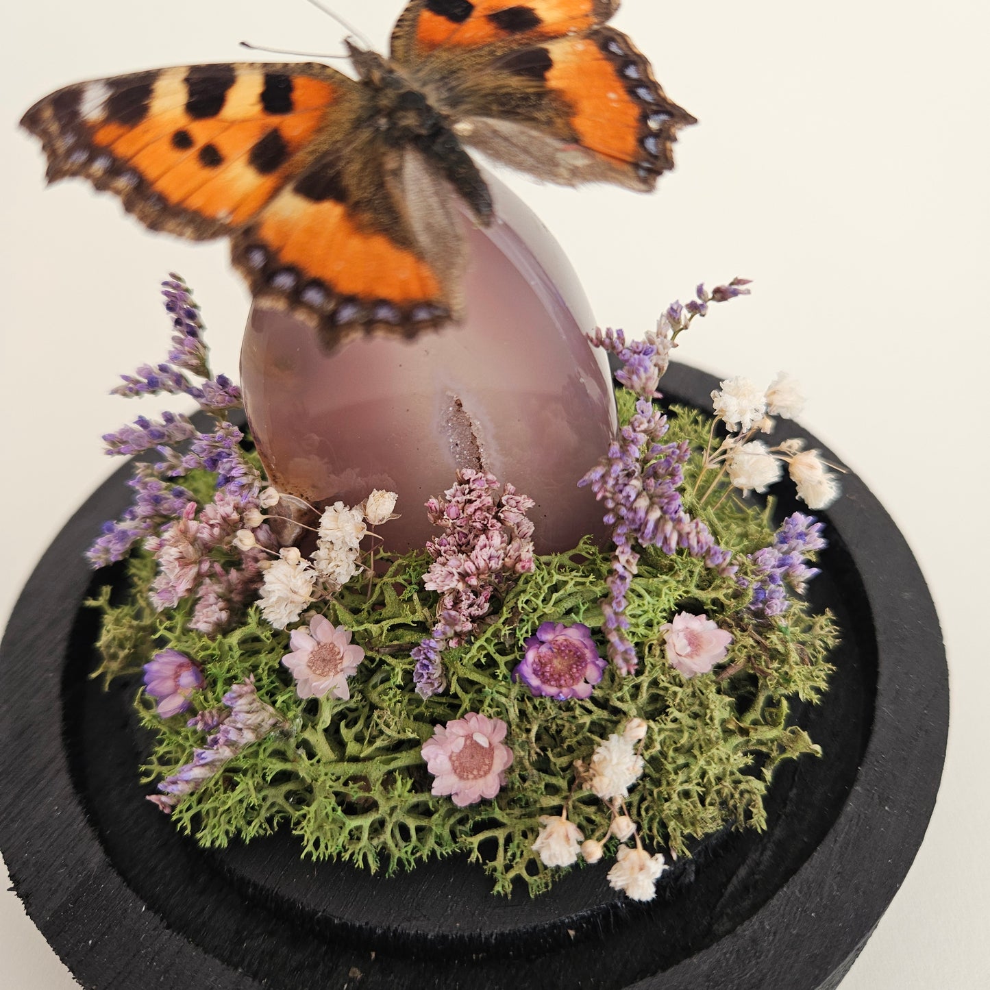 Vlinderstolp: Agaat met Aglais urticae