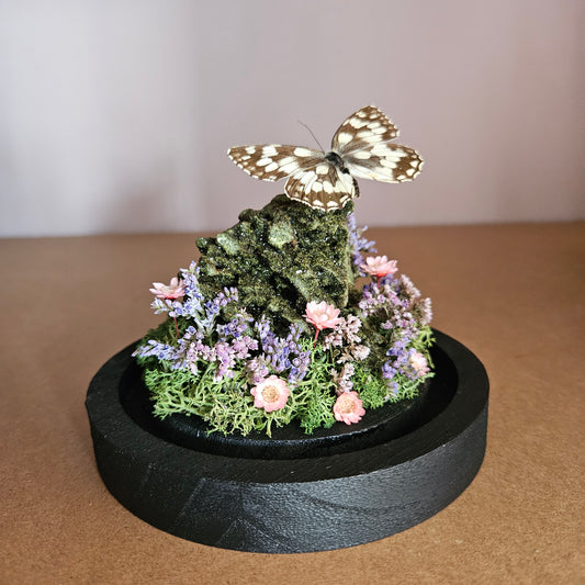 Vlinderstolp: Forest epidoot met dambordje