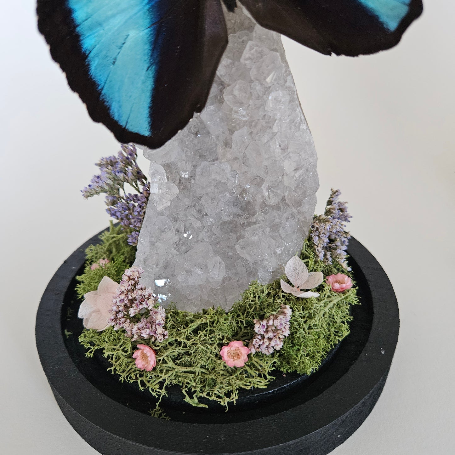 Vlinderstolp: Lichte amethist met Morpho Deidamia