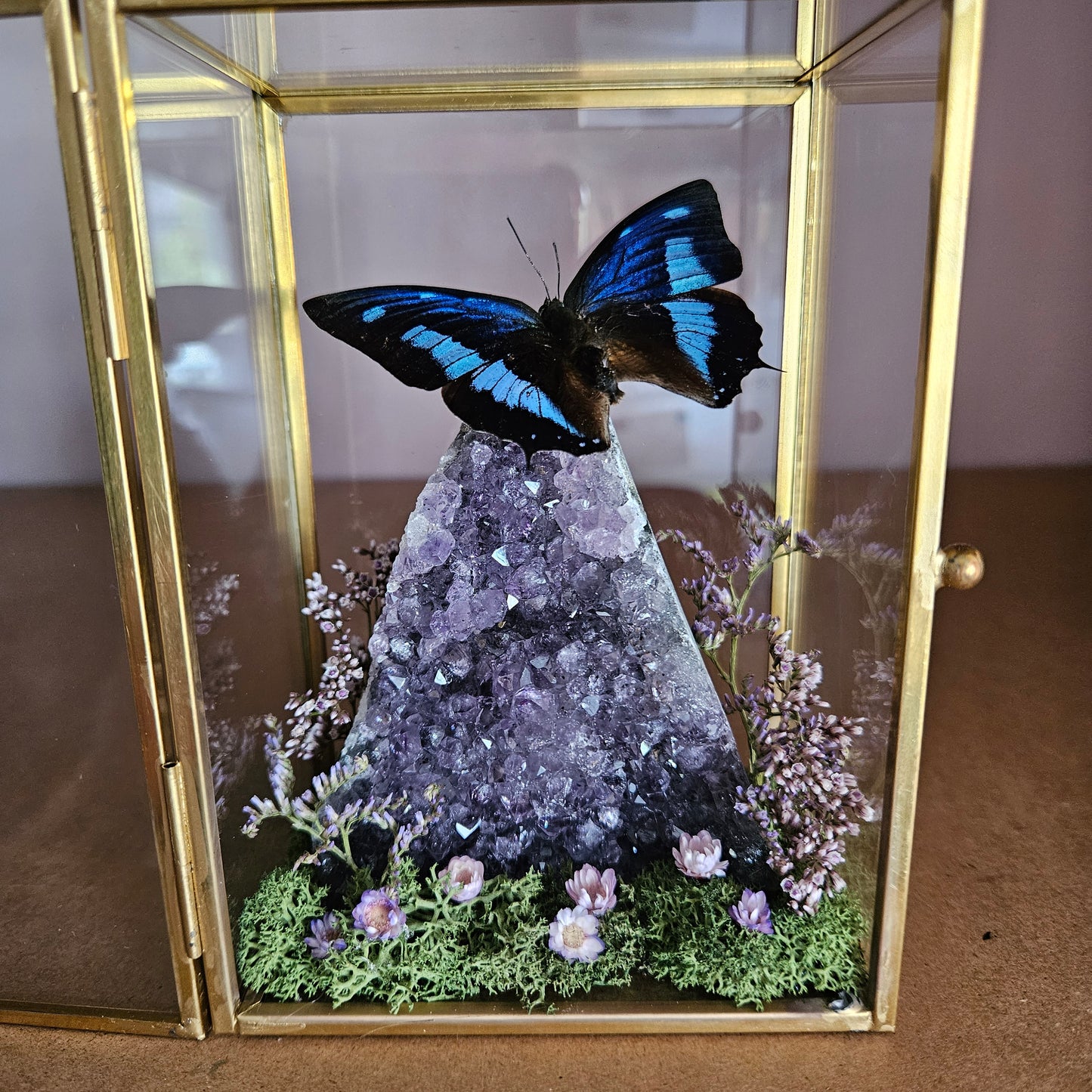 Vlinderstolp: Amethist met Charaxes numenes