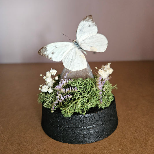 Vlinderstolp: Agaat met Belenois victoria