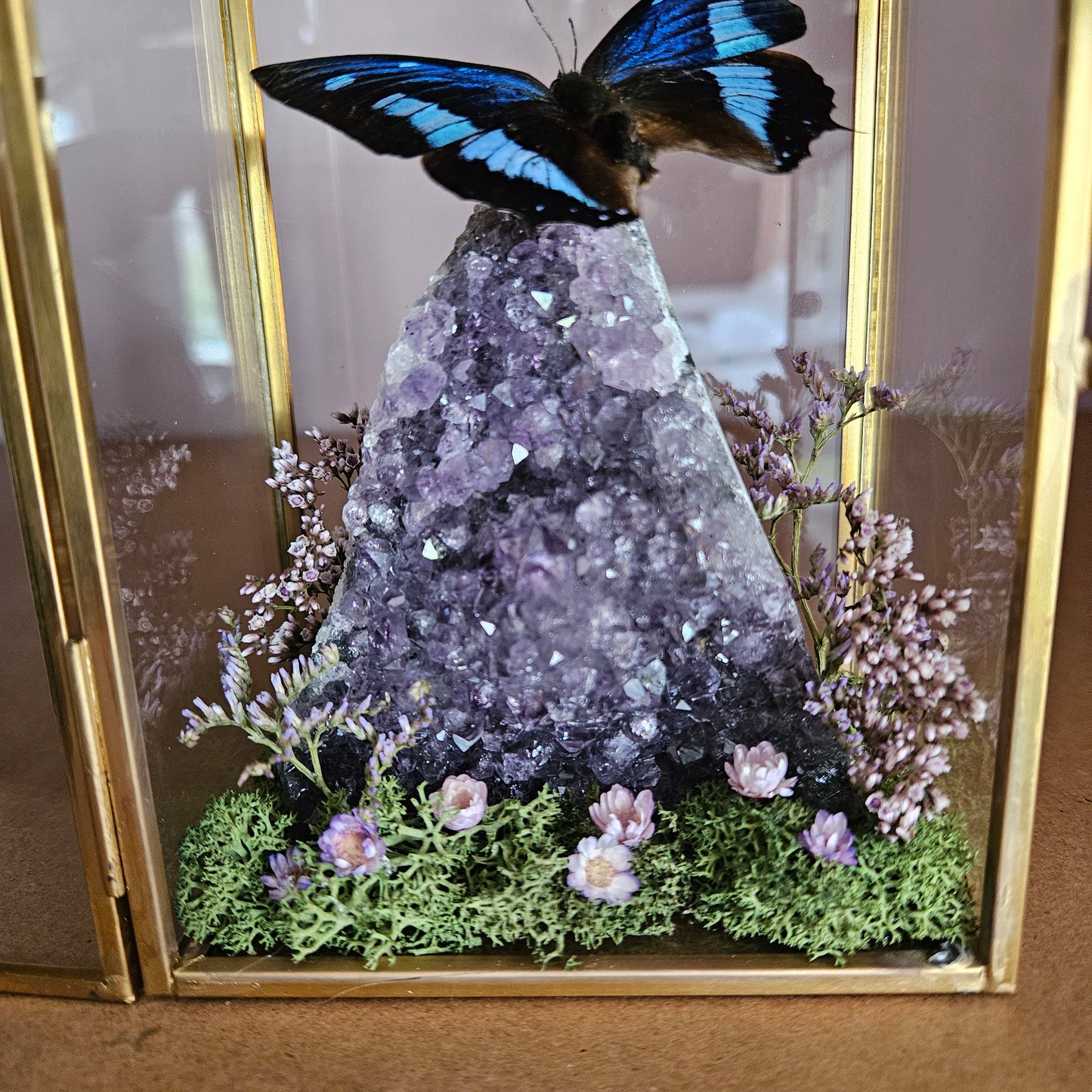 Vlinderstolp: Amethist met Charaxes numenes