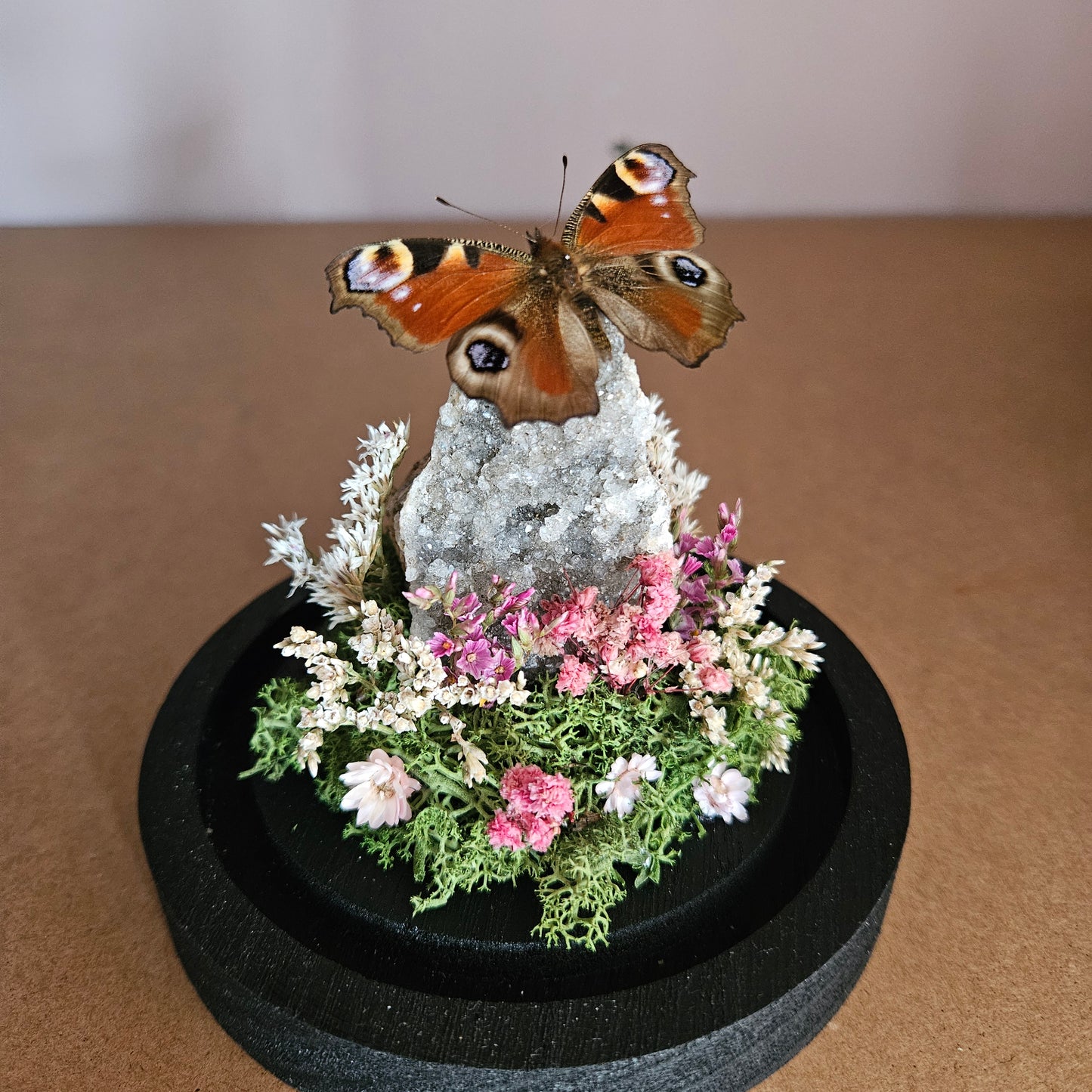 Vlinderstolp: Amethist met dagpauwoog