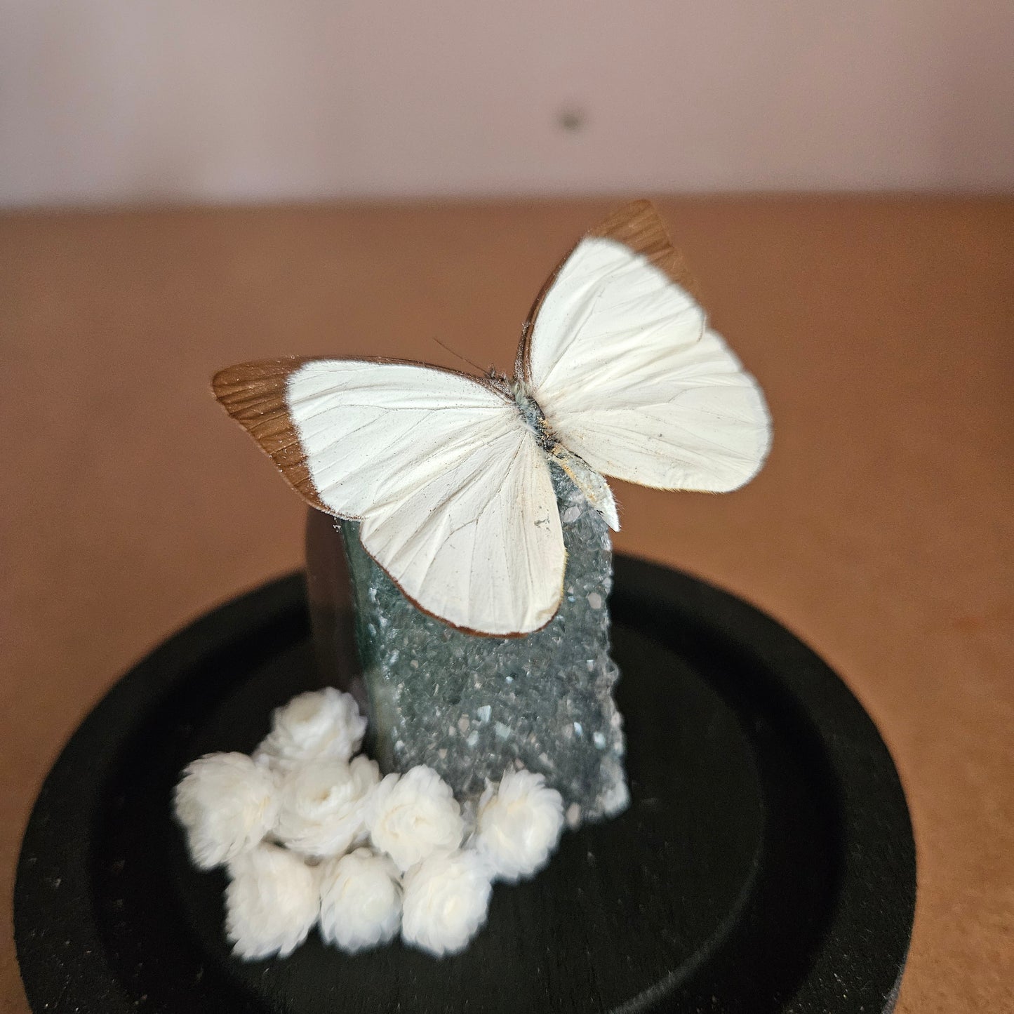 Vlinderstolp: Rainbow amethist met Melete leucadia