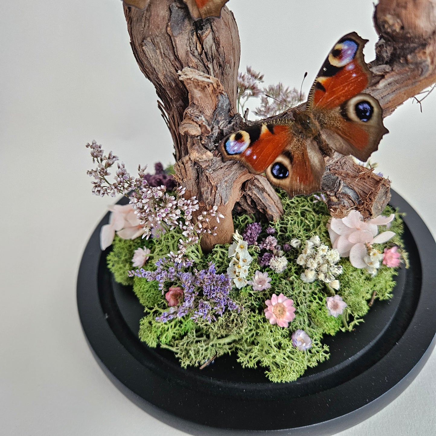 Vlinderstolp: Takken met drie dagpauwoog