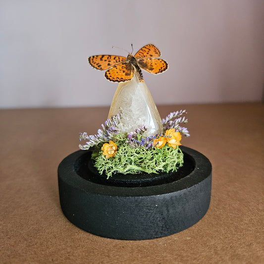 Vlinderstolp: Agaat met Tweekleurige parelmoervlinder