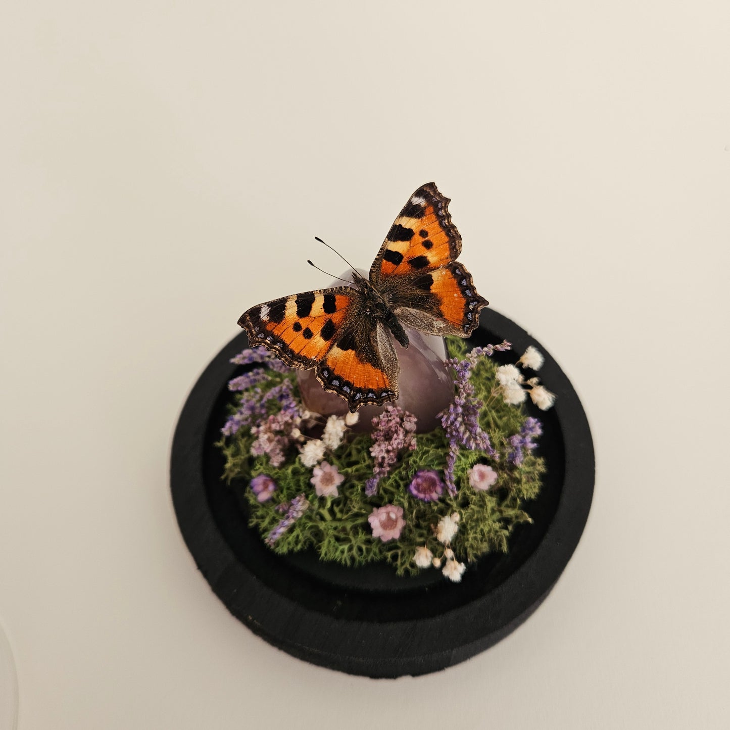 Vlinderstolp: Agaat met Aglais urticae