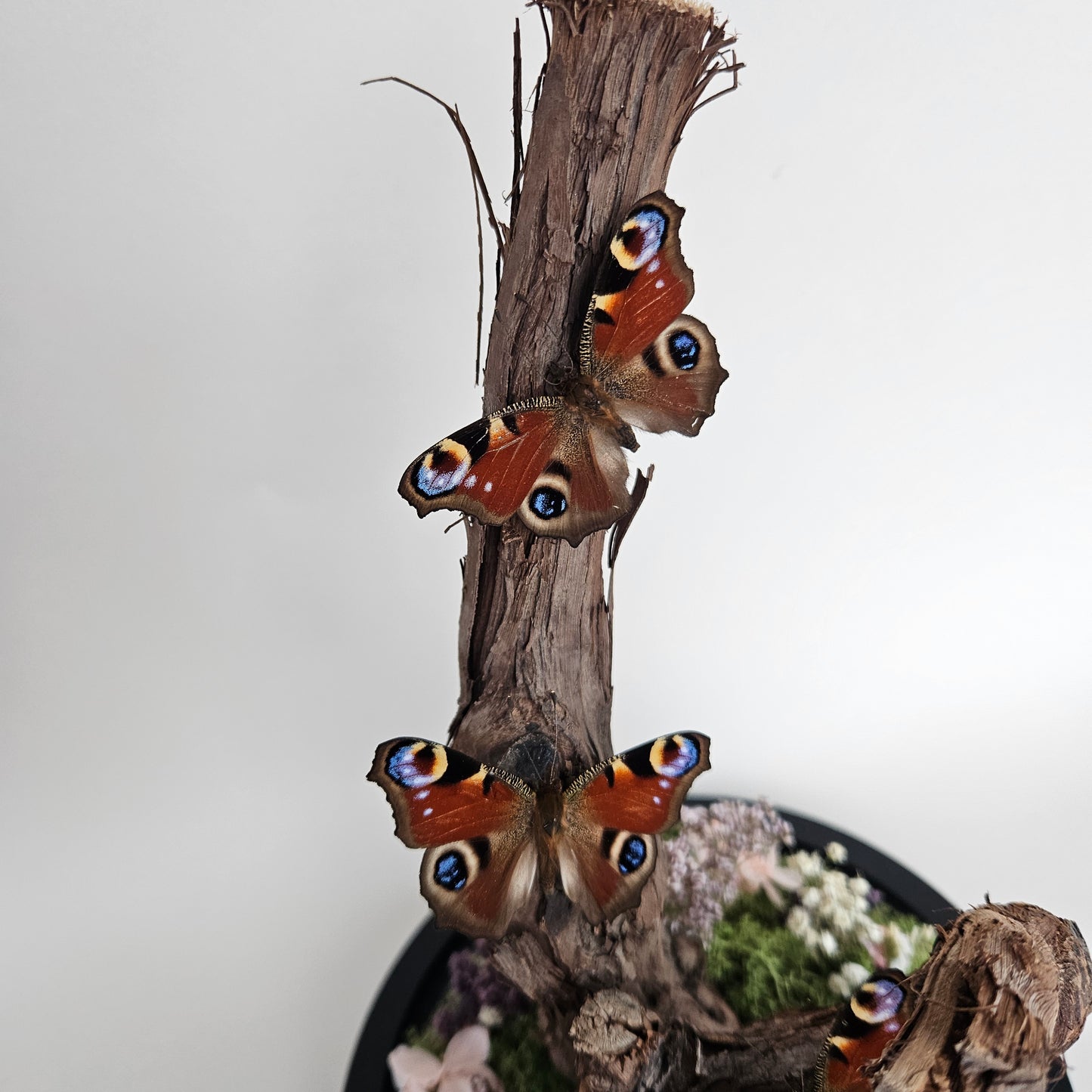 Vlinderstolp: Takken met drie dagpauwoog