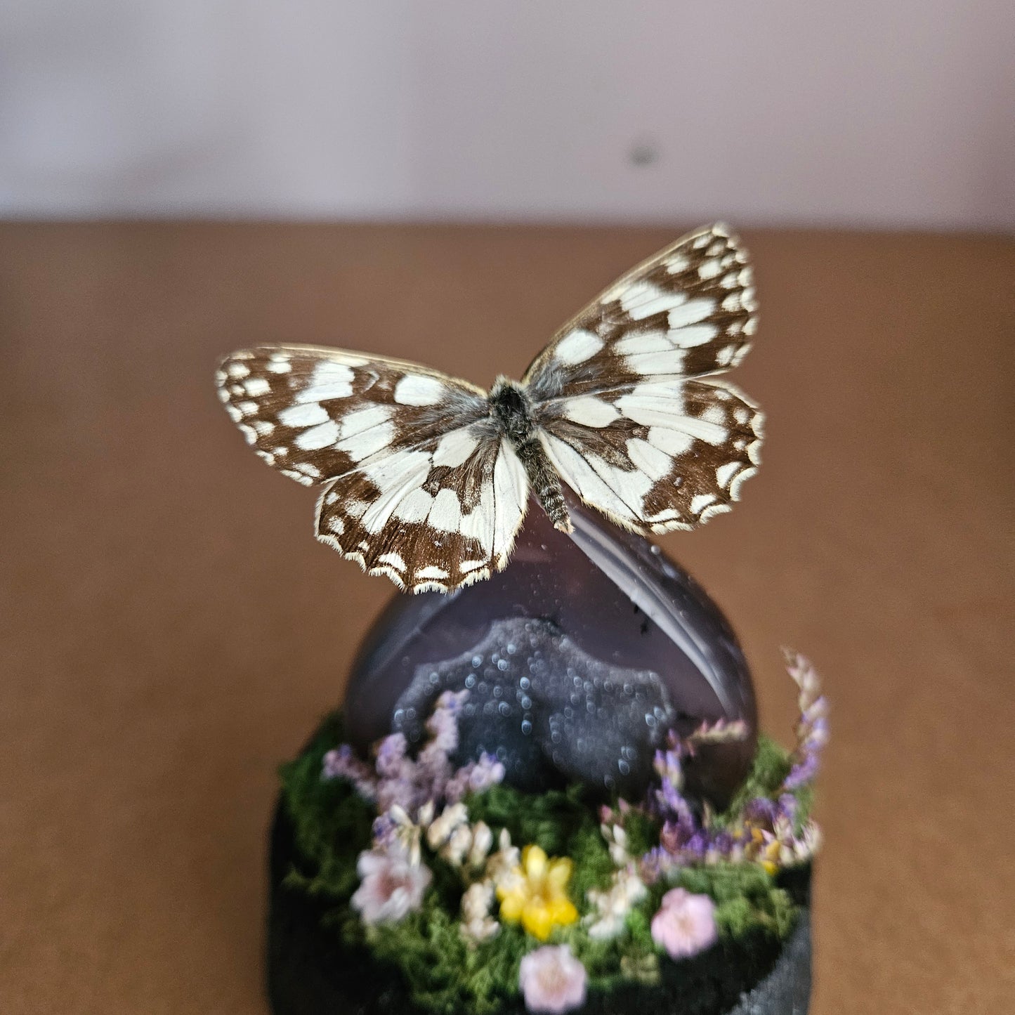 Vlinderstolp: Agaat met dambordje