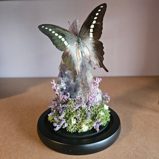 Vlinderstolp: Fluoriet met Graphium Codrus