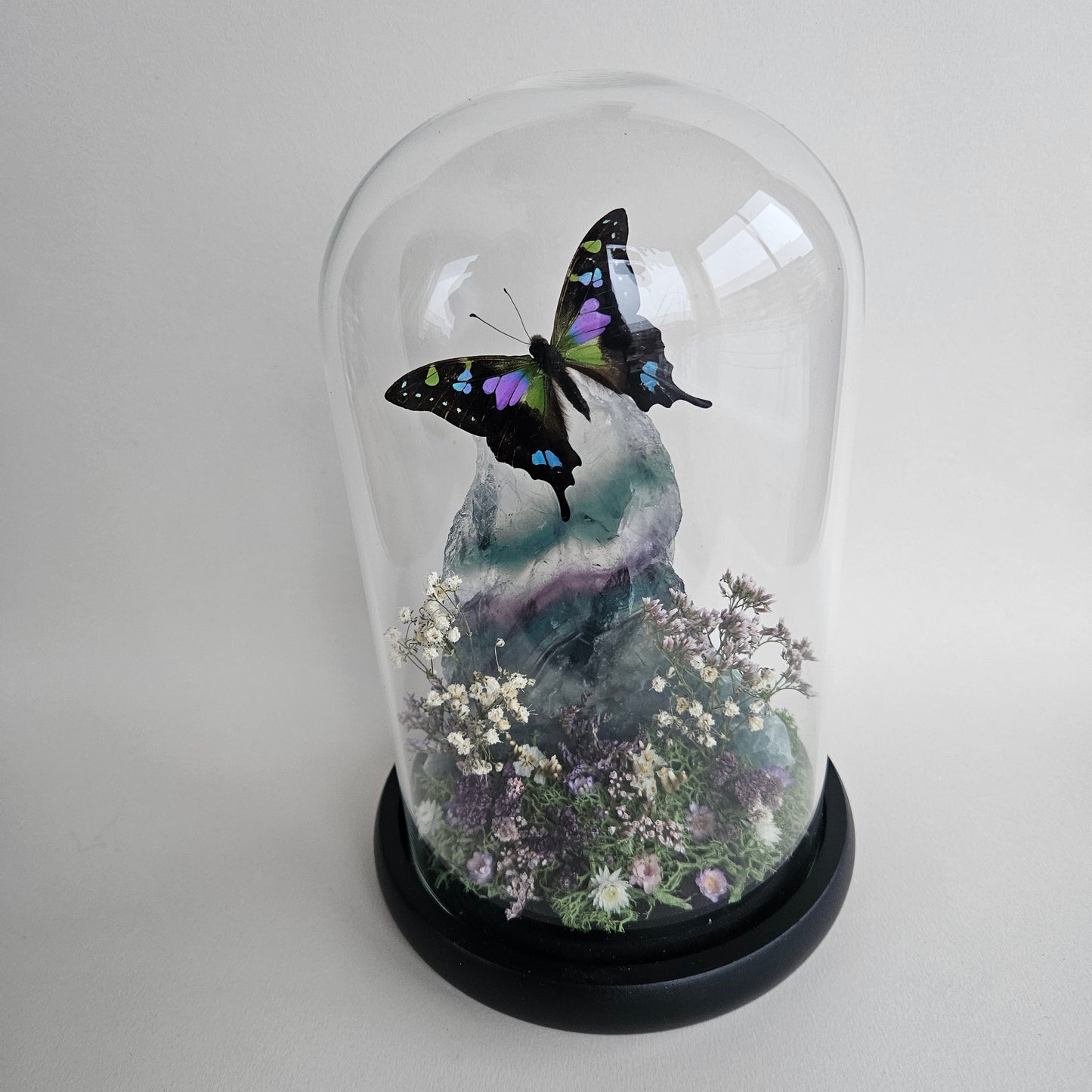 Vlinderstolp: Fluoriet met Graphium weiskei