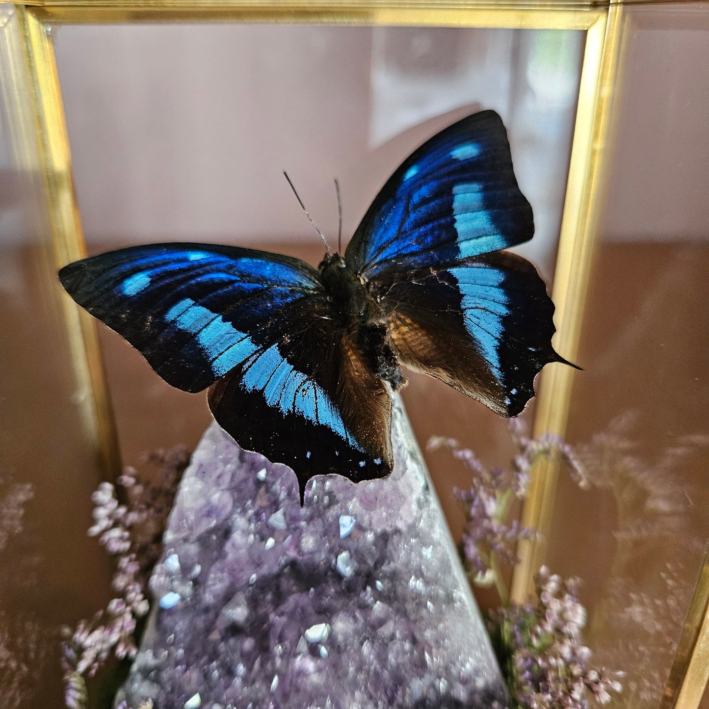 Vlinderstolp: Amethist met Charaxes numenes