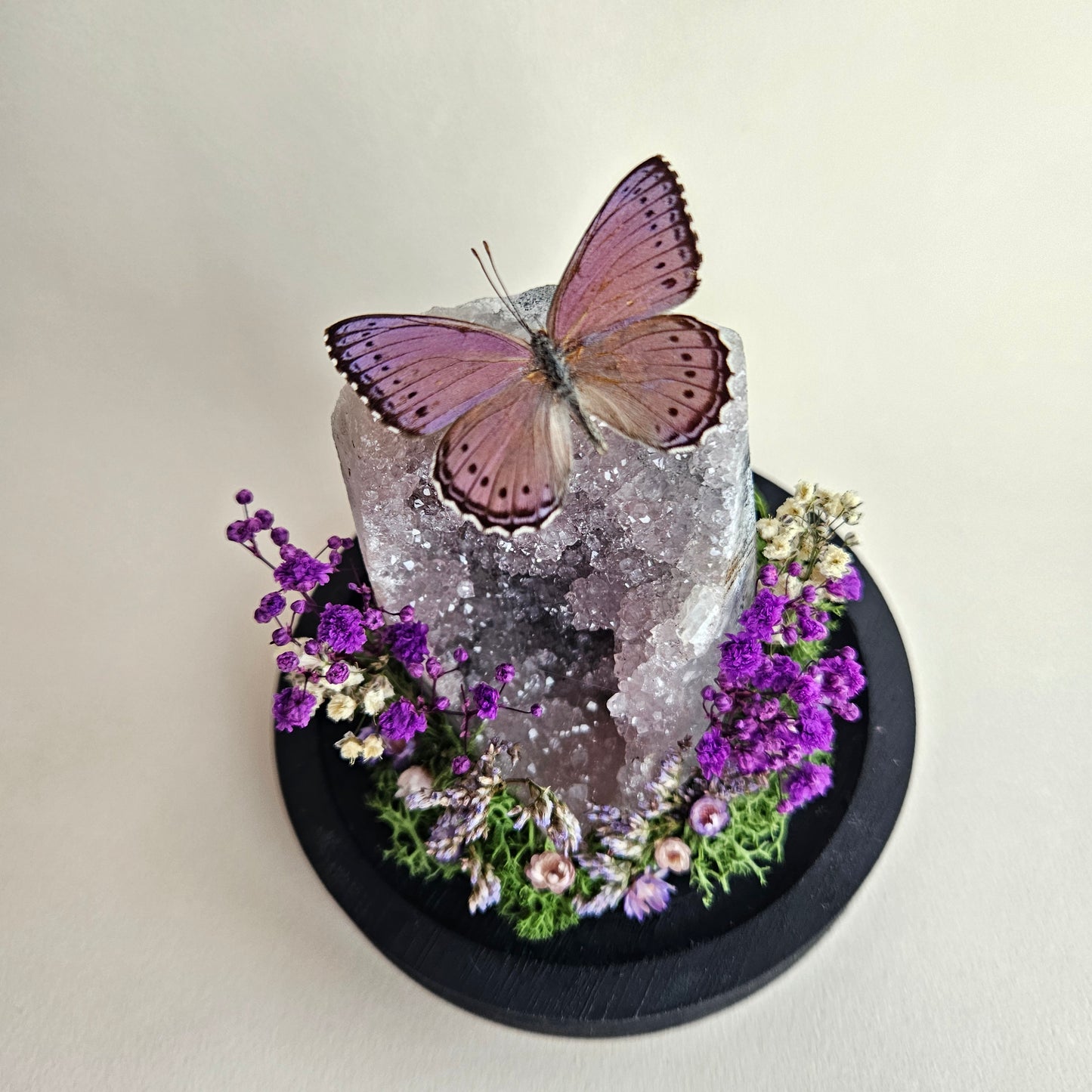 Vlinderstolp: Amethist met Unmounted Asterope Pechueli