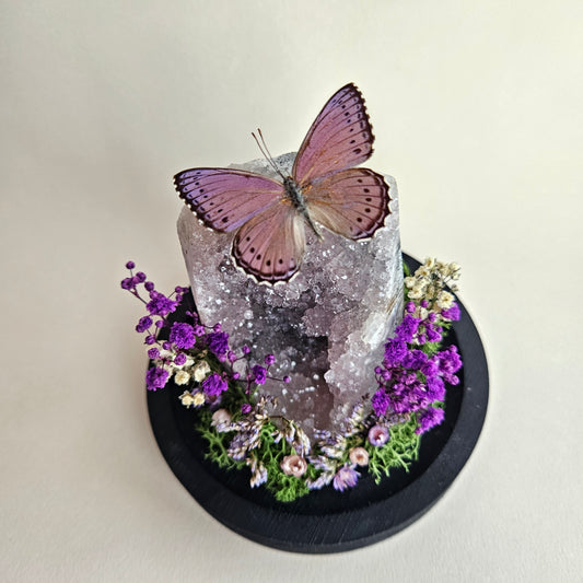 Vlinderstolp: Amethist met Unmounted Asterope Pechueli