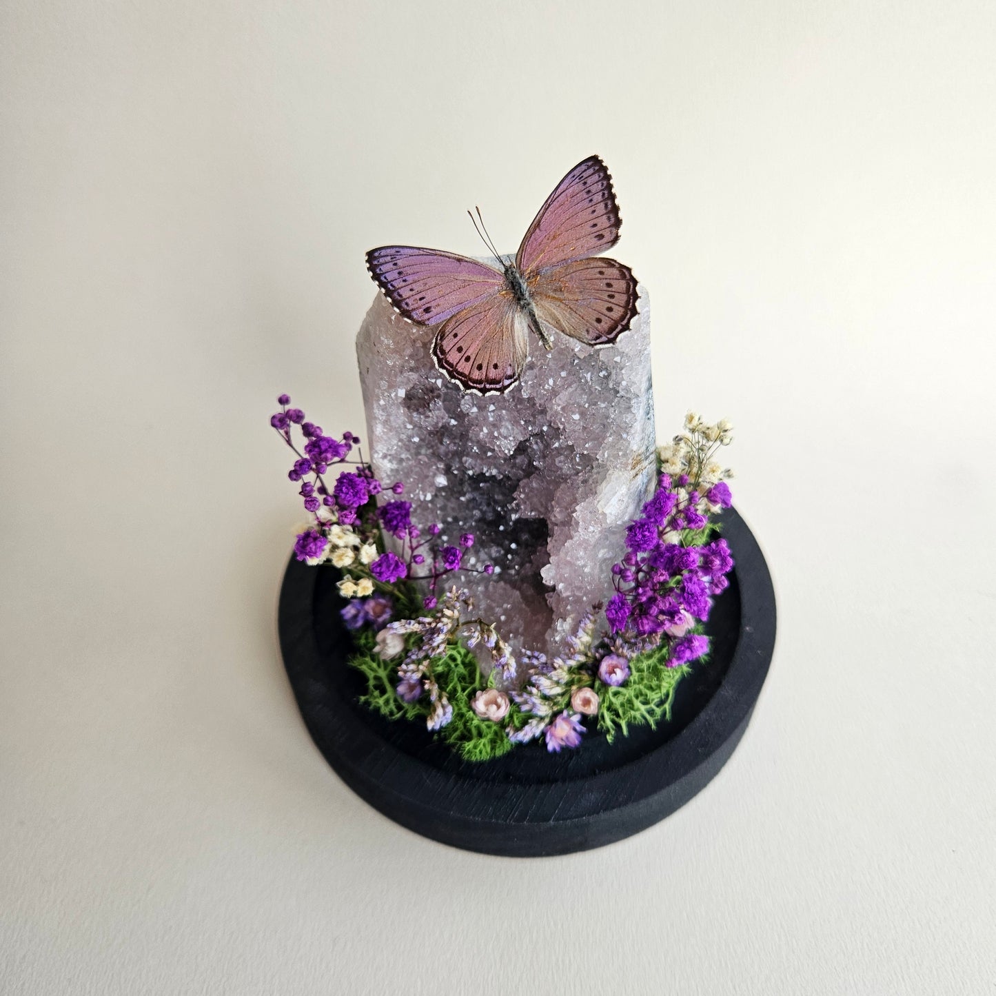 Vlinderstolp: Amethist met Unmounted Asterope Pechueli