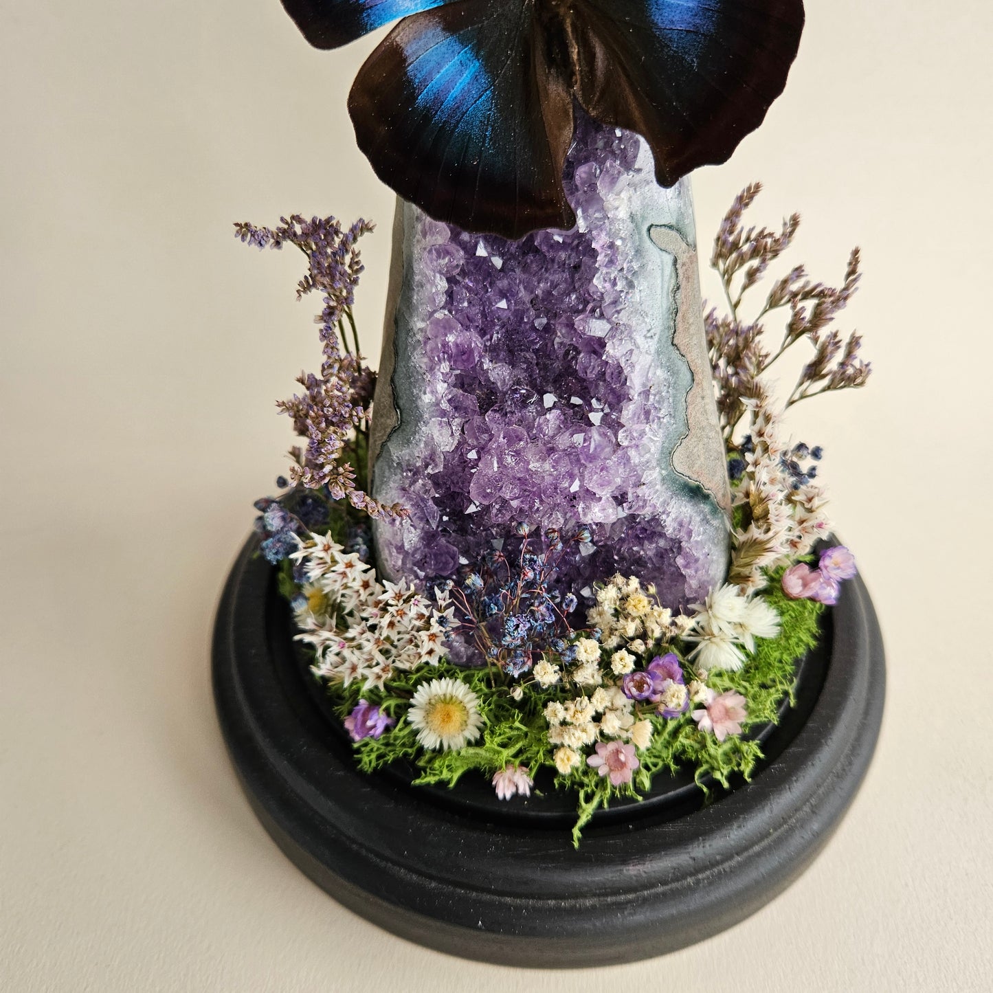 Vlinderstolp: Amethist met Napeocles Jucunda