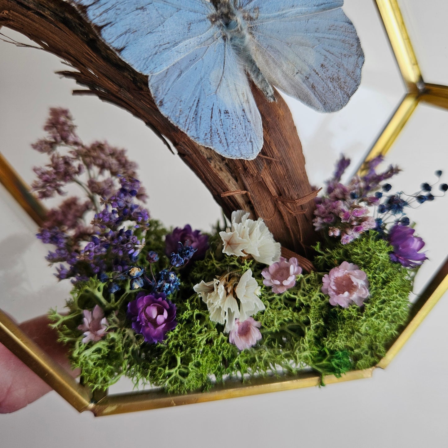 Vlinderstolp: Takje, bloemetjes en Appias Celestina