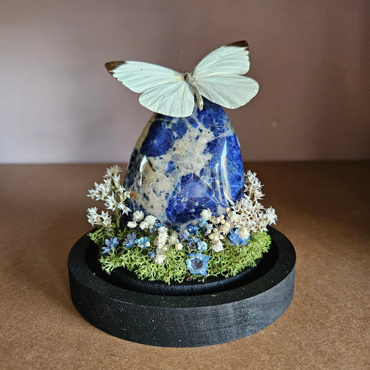 Vlinderstolp: Sodaliet met Nepheronia Thalassina
