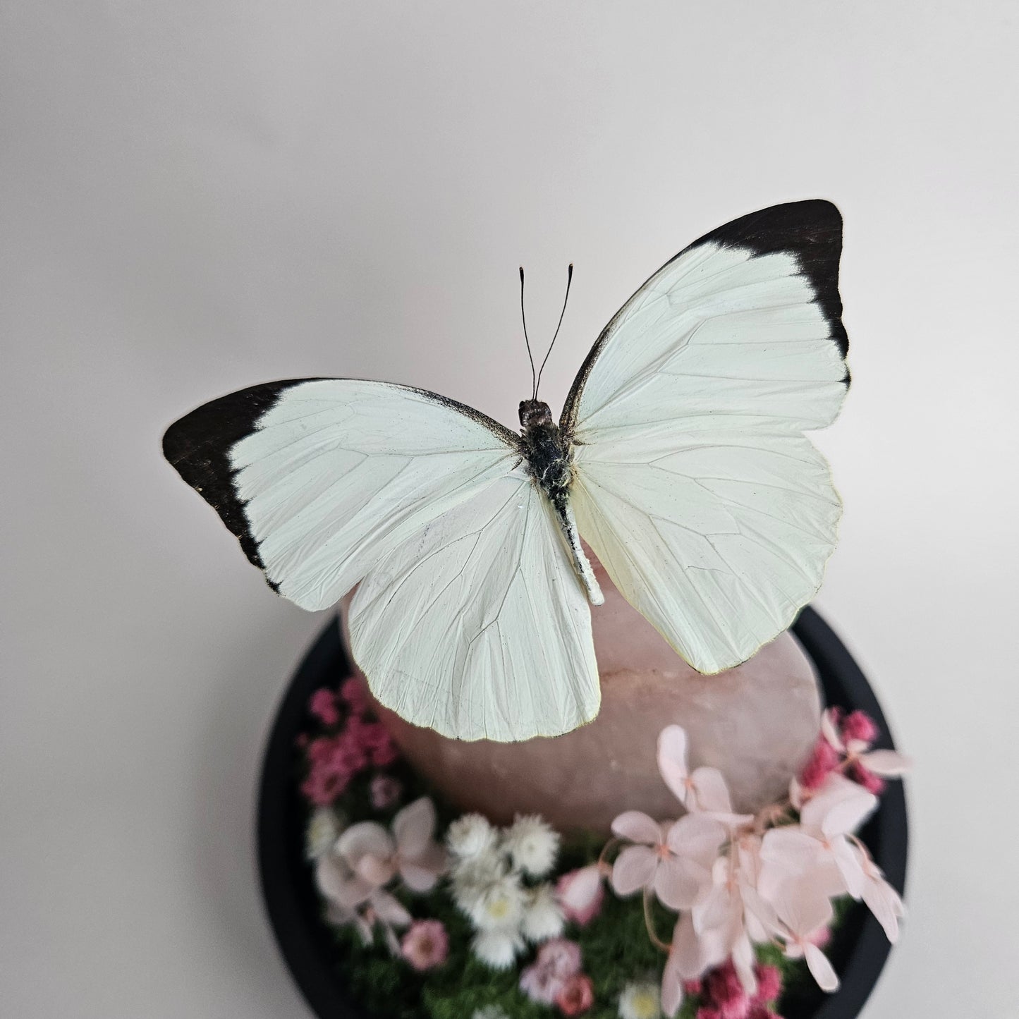 Vlinderstolp: Rozenkwart met Nepheronia Argia