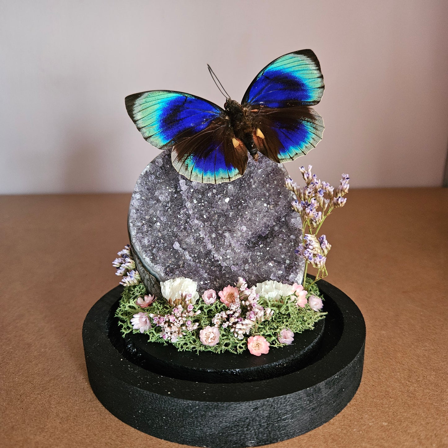 Vlinderstolp: Amethist met Agrias Beata Beatifica