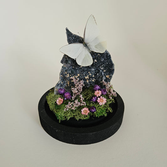 Vlinderstolp: Flower amethist met Appias drusilla