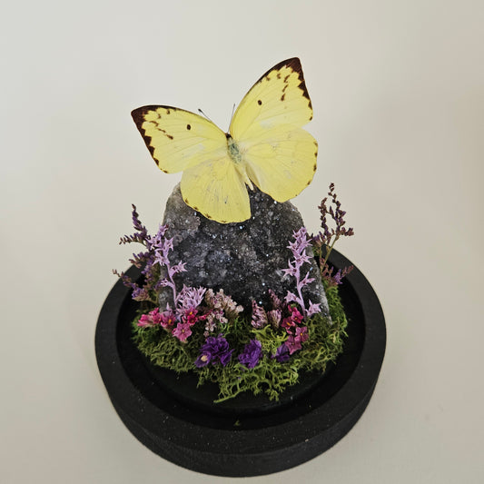 Vlinderstolp: Amethist met Catopsilia pomona