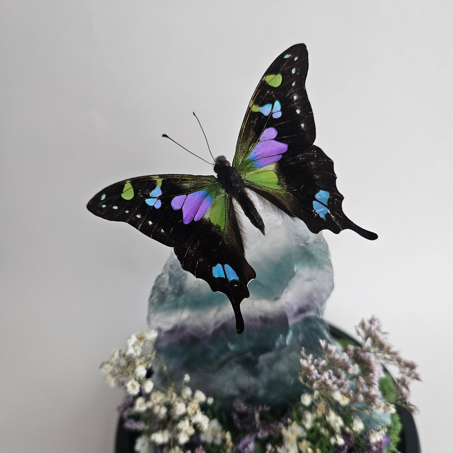 Vlinderstolp: Fluoriet met Graphium weiskei