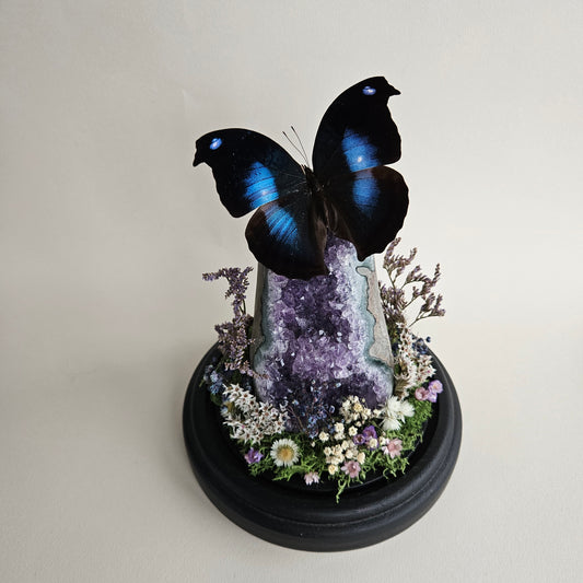 Vlinderstolp: Amethist met Napeocles Jucunda