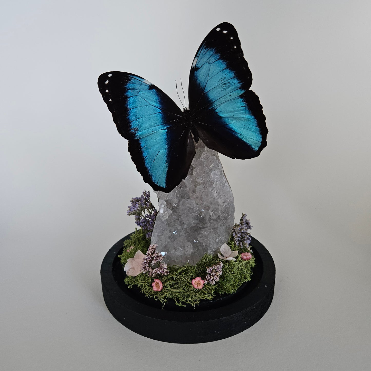 Vlinderstolp: Lichte amethist met Morpho Deidamia