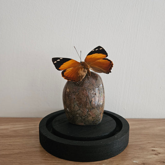 Vlinderstolp: Edge jasper met Smyrna Blomfildia