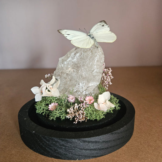 Vlinderstolp: Bergkristal met Appias phoebe